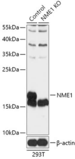 GW182 Rabbit anti-Human, Mouse, Rat, Polyclonal, Novus Biologicals 20 &mu;L;
